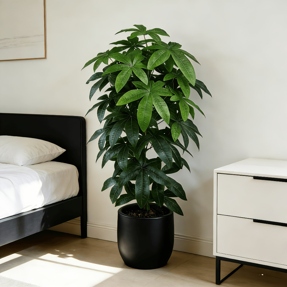 Fiddle Leaf Fig - شجرة المال الاصطناعية (باشيرا أكواتيكا) مع