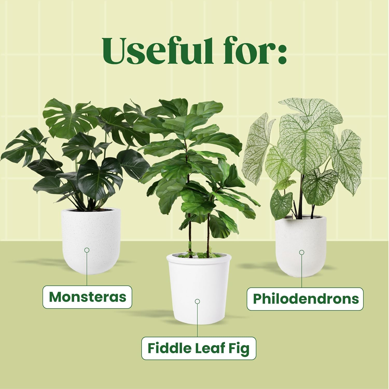 مصل نباتي كالويانوف N ° محفز ج - مراجعة Fiddle Leaf Fig وسعره