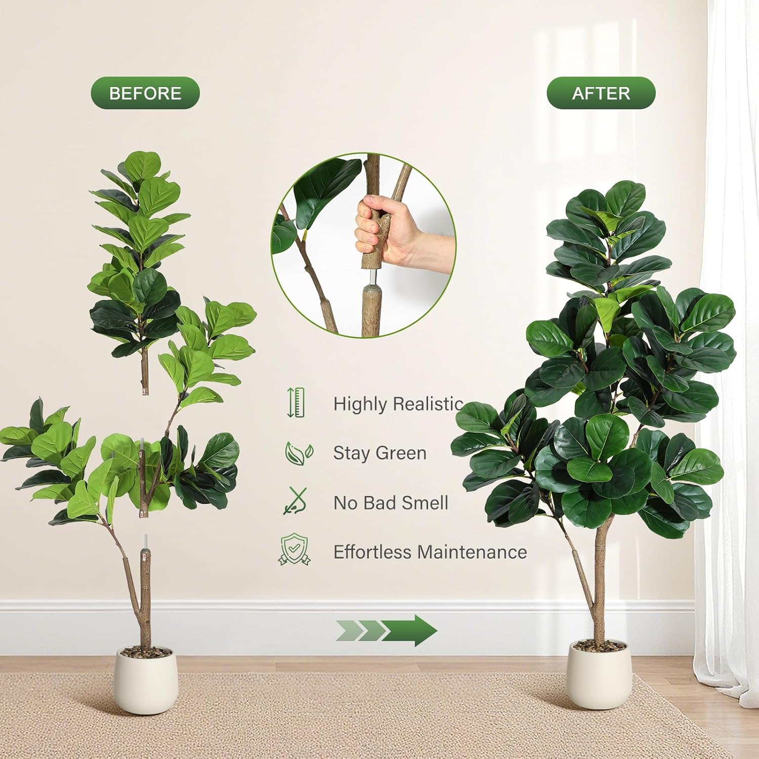 4-7 أقدام كمان ورقة شجرة التين - مراجعة Fiddle Leaf Fig وسعره