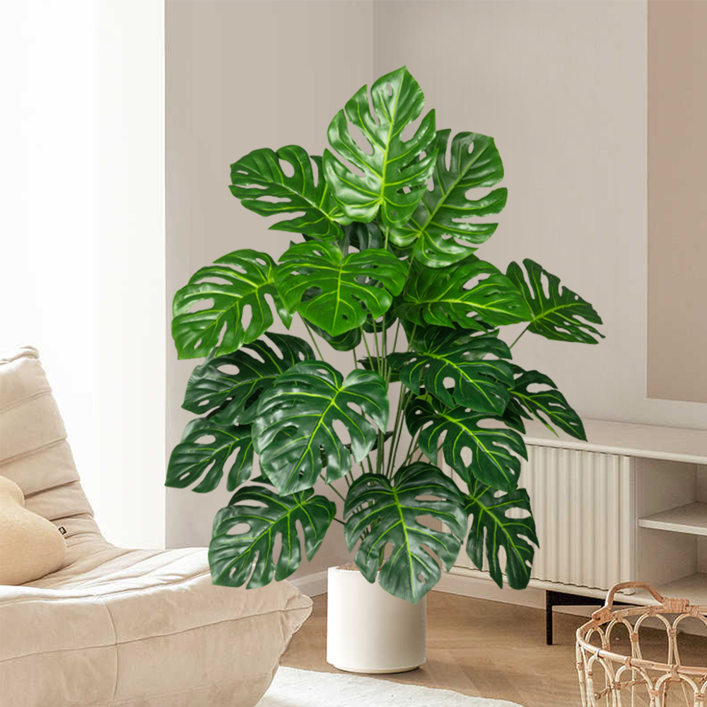 70-100 سنتيمتر شجرة Monstera ا - مراجعة Fiddle Leaf Fig وسعره
