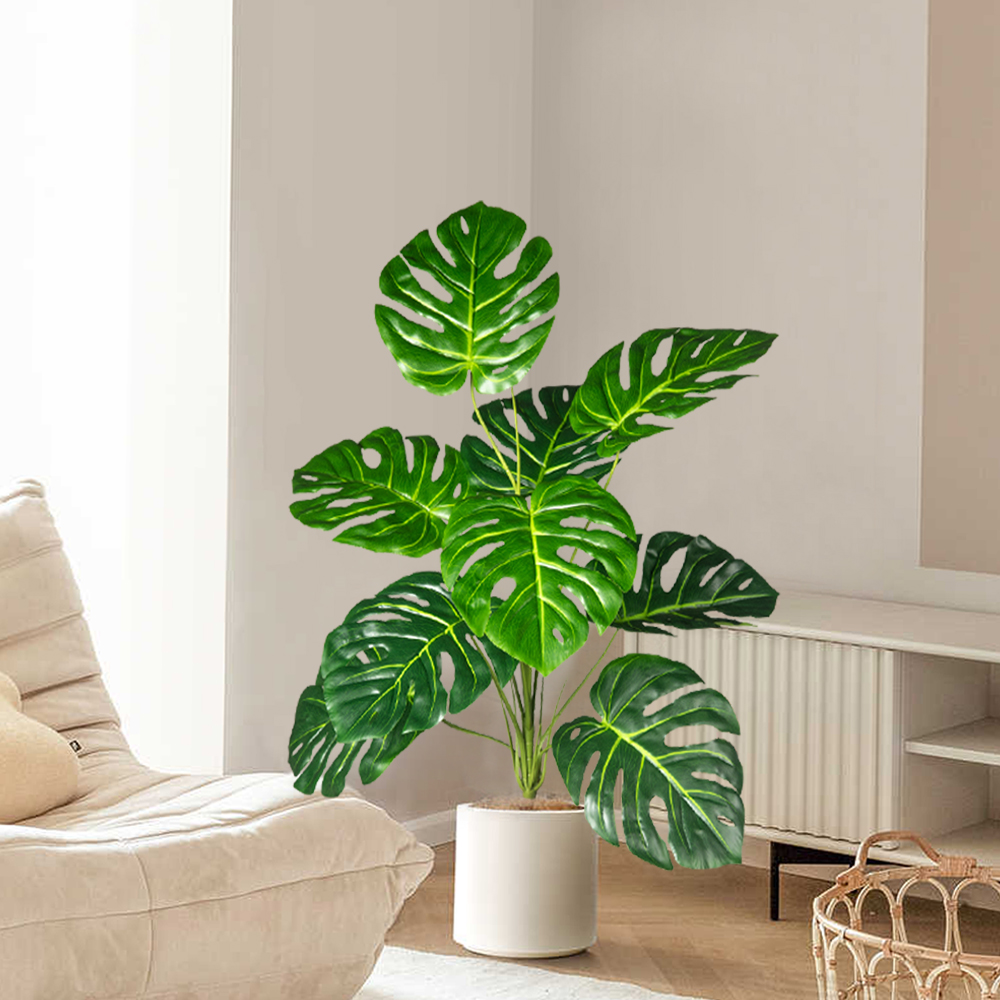 70-100 سنتيمتر شجرة Monstera ا - مراجعة Fiddle Leaf Fig وسعره